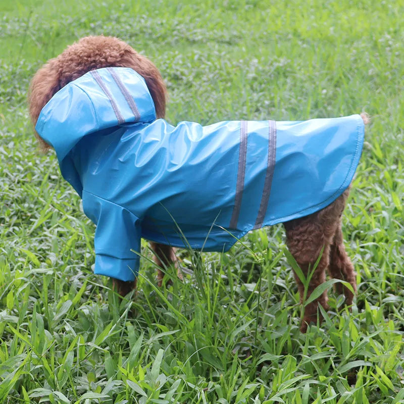 Outdoor Rain Coat for Boston Terrier