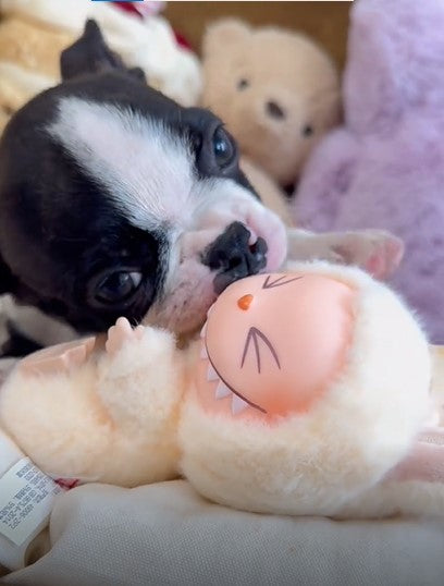 Boston Terrier Rabbit Plush Toy
