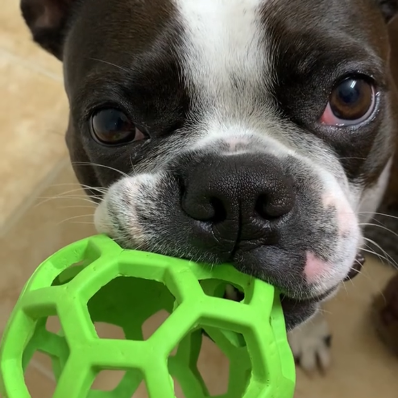 Boston Terrier Toys