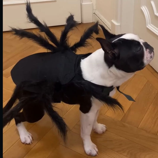 Spider Boston Terrier Costume