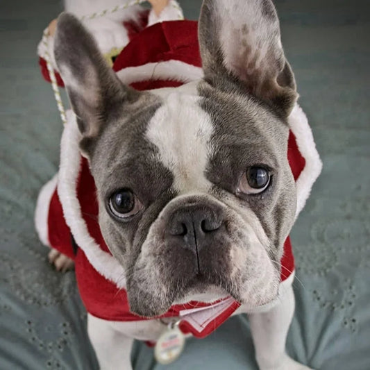 Riding Santa Boston Terrier Costume