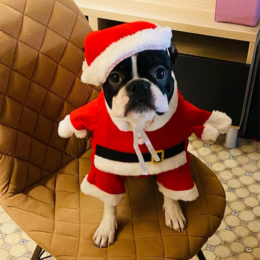 Boston Terrier Santa Claus Costume