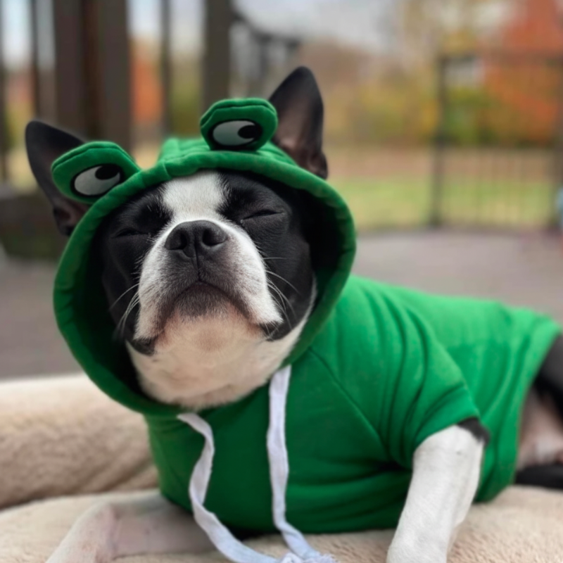 Froggy Doggy Boston Terrier  Hoodie
