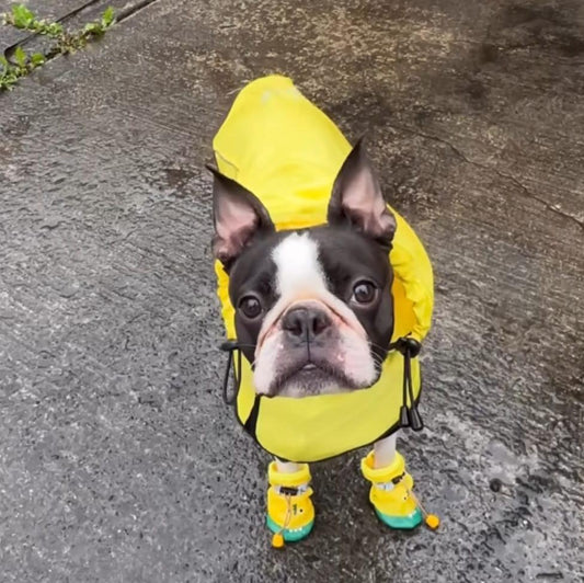 Rain Rover Boston Terrier Coat