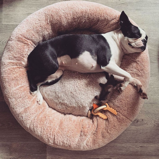 Cuddly Donut Boston Terrier Bed