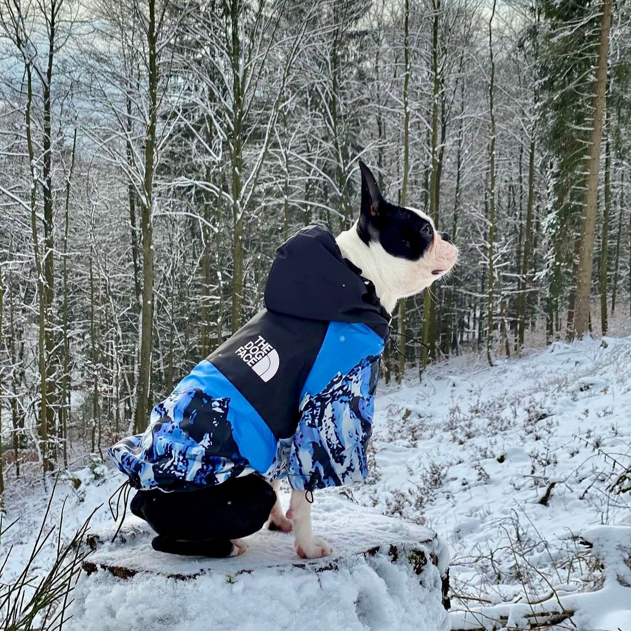 Boston Terrier Windproof & Waterproof Jacket