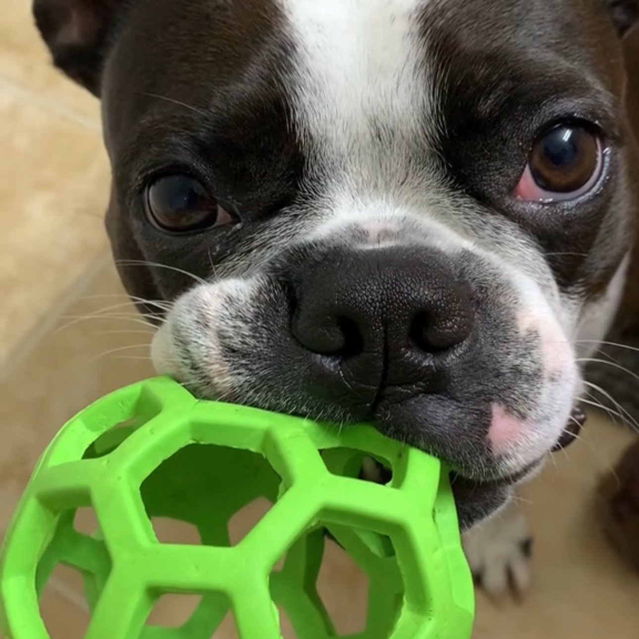 Dog Chew Ball